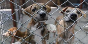 En México proponen hasta cinco años de cárcel por maltrato animal