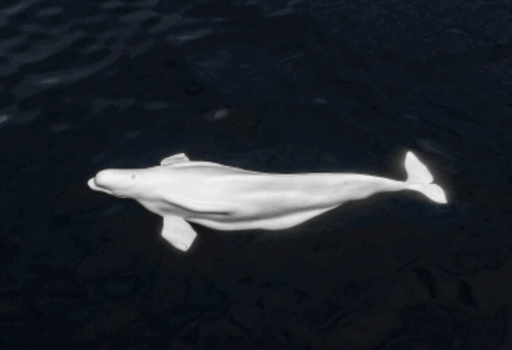 Ballena Beluga