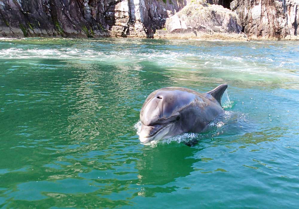 Delfín Fungie