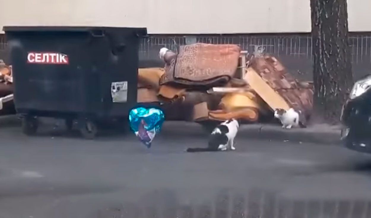 Gato romántico regala globo.