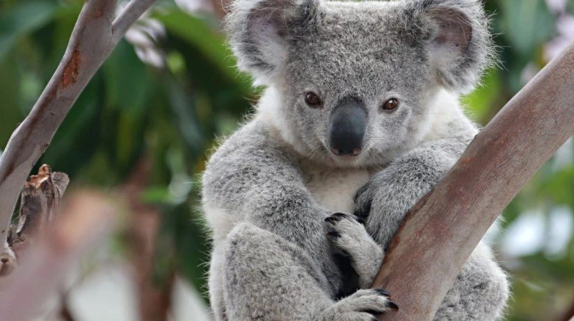 Koala funcionalmente extinto.