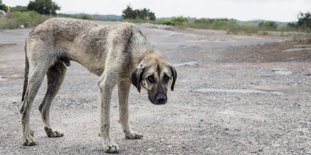 Argentina derechos animales.