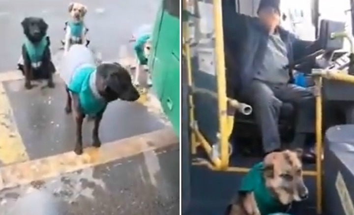 empresa de transporte contrata a perritos.