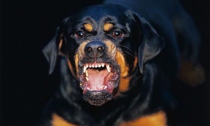 Perro ataca a un recién nacido e intenta enterrarlo.