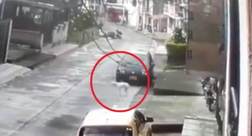 Perro callejero entra por error a una casa y es lanzado desde el segundo piso.