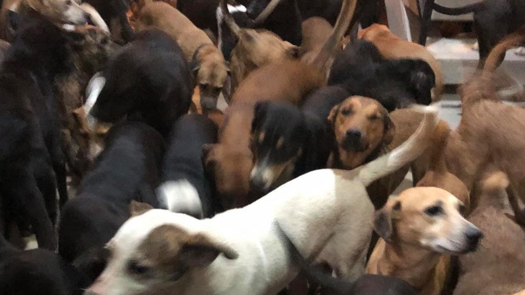 México habilita refugio para mascotas ante llegada de huracán Delta.