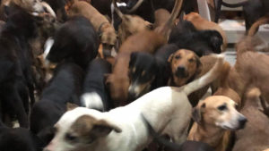 México habilita refugio para mascotas ante llegada de huracán Delta