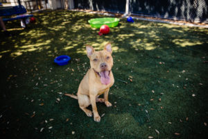 Una historia de amor: Rocket es adoptado tras una larga espera