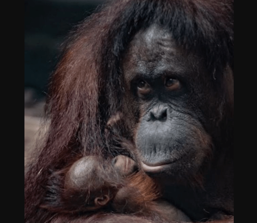 Orangután Leila con su bebé.