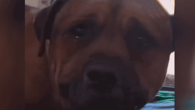 Perro llora tras ser abandonado por sus dueños