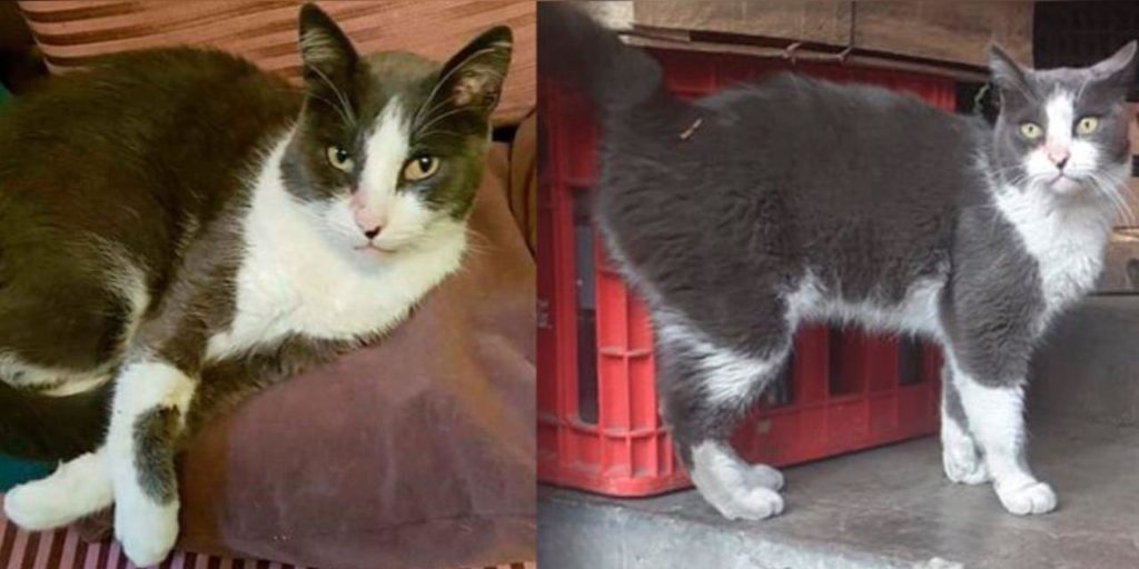 gato vive una doble vida