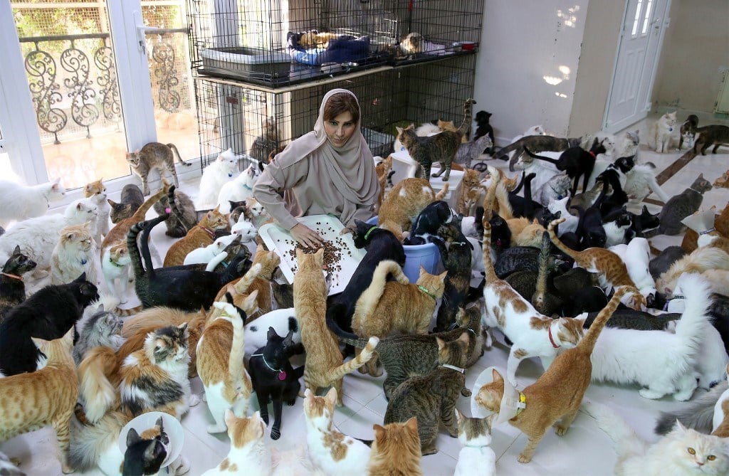 Mujer vive con 400 gatos y 12 perros, dice que los animales ‘son más fieles que los humanos’