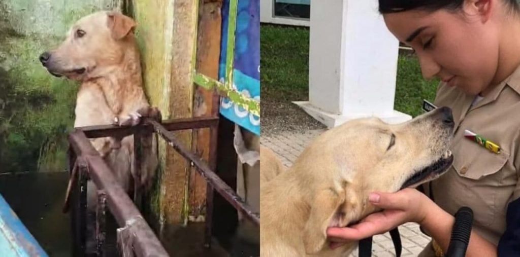 Perrito se aferra a la vida y su rescate se viraliza, horas después la Marina lo adopta