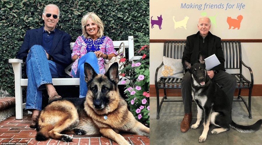 Biden se mudará con sus dos perros tras cuatro años sin mascotas en la Casa Blanca