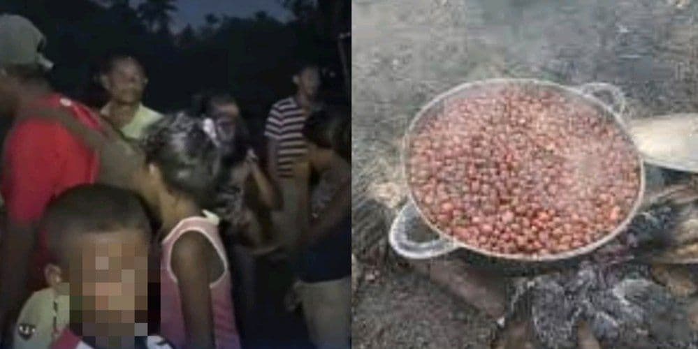 Eta e Iota se alimentan con bellotas de palma