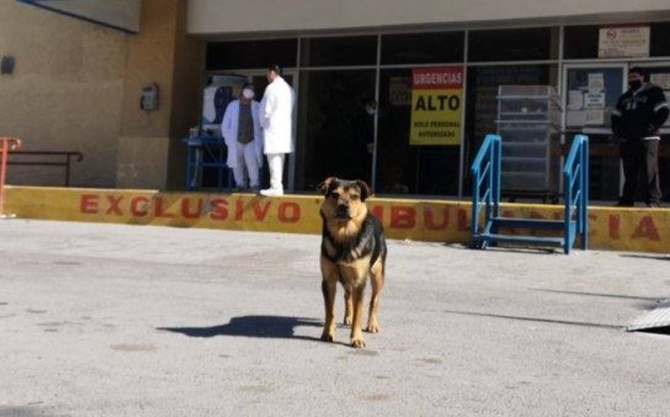 Perro lleva más de un mes esperando a su dueño en las afueras de un hospital.