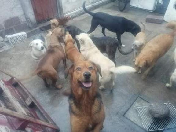 Vecinos denuncian a joven por tener muchos perros que no han sido adoptados por no ser de raza