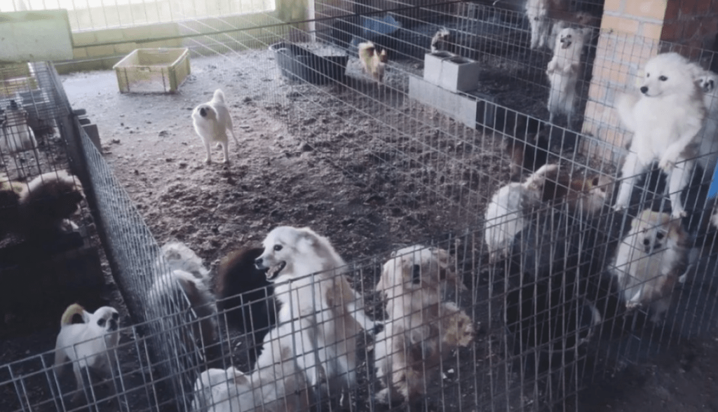 Hombre le cortó las cuerdas vocales a una treintena de perros para sostener su criadero ilegal