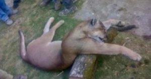 Indignación luego que pobladores atraparan y desollaban a un puma