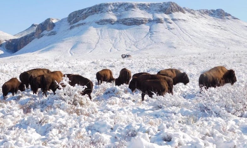 El bisonte americano.