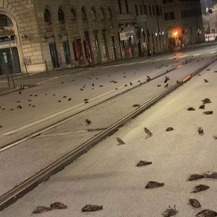 Mueren cientos de miles de pájaros por efectos de los fuegos artificiales.