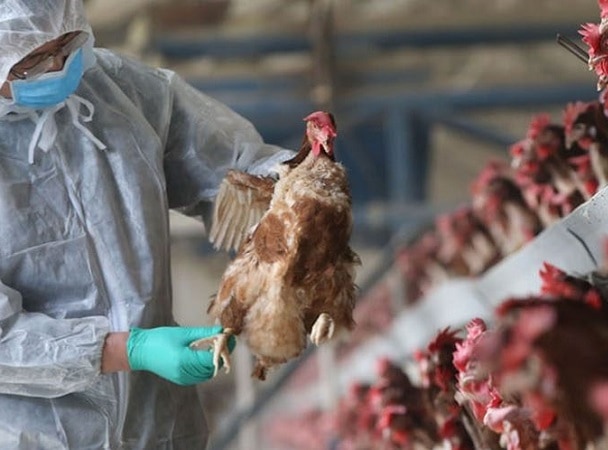 gripe aviar H5N8
