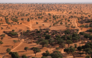 Encuentran millones de árboles en una región solitaria del desierto del Sahara