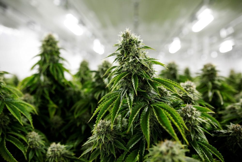 Marihuana en México, fines recreativos, cigarrillos de marihuana