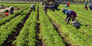Canadá anuncia que inmunizará a trabajadores agrícolas mexicanos