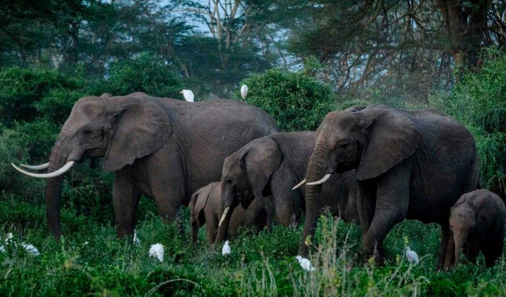 cazador muere pisoteado por elefantes