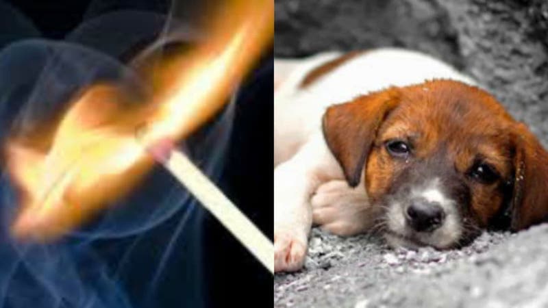 queman vivo a cachorro