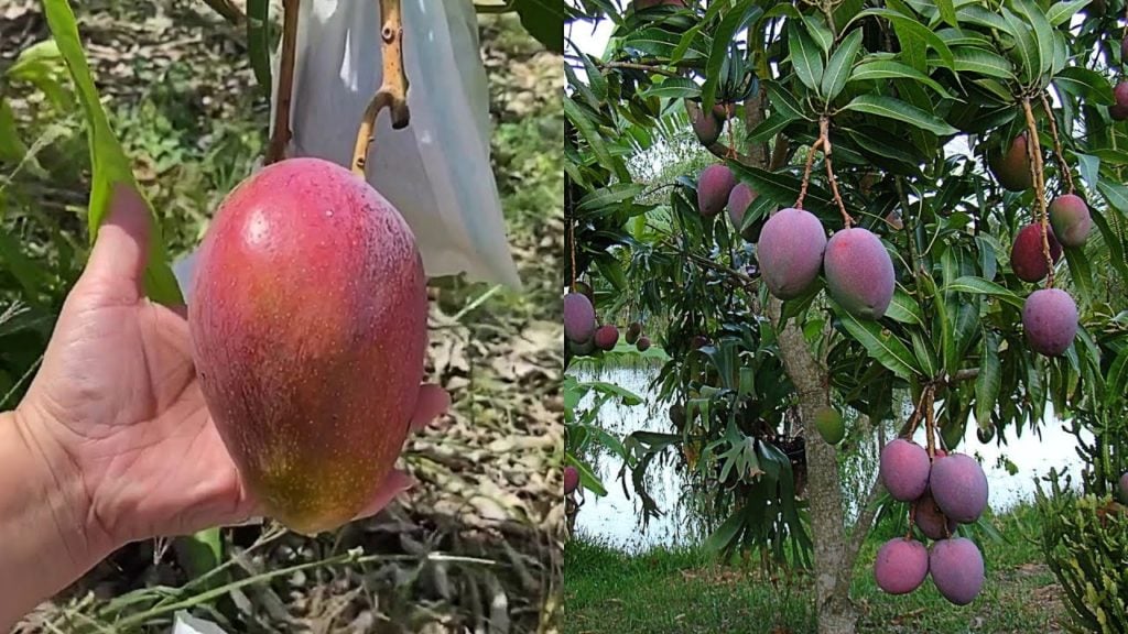 “Huevo de sol”, el costoso mango que una pareja sembró por error y ahora protege hasta con seguridad privada