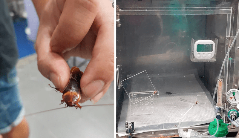 Médico coloca oxígeno a una cucaracha que fue llevada mal herida a su consultorio