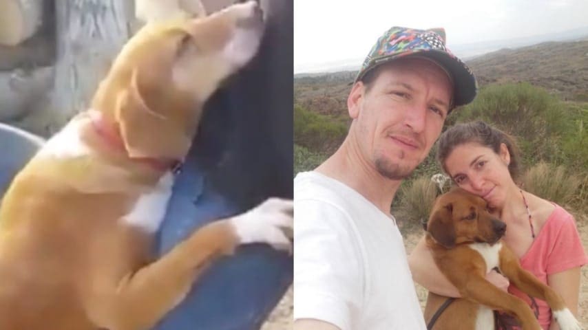Reportero llegó a un refugio y un perrito no se despegó de él hasta ser adoptado
