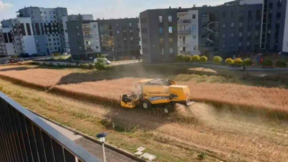 Campesino trabaja en medio de edificios tras negarse a vender su campo
