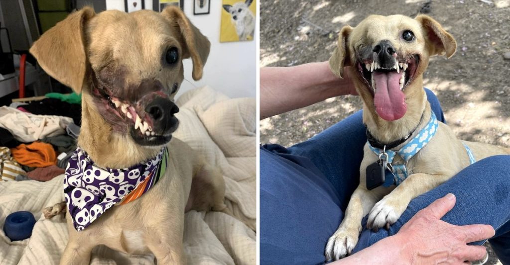 Haddie, la perrita “carnada” usada para entrenar perros de pelea es rescatada y adoptada