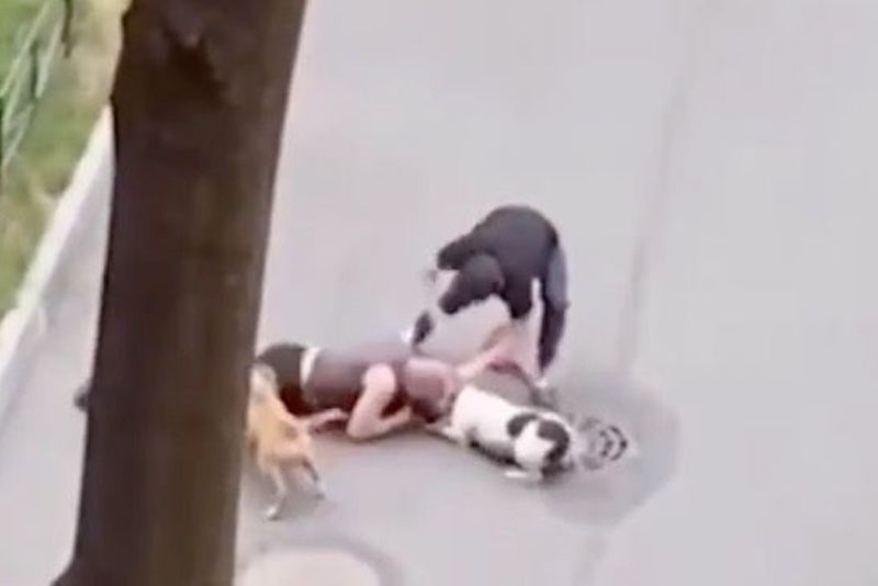 Hombre salvó con su propio cuerpo a su mejor amigo, un perrito que fue atacado por dos pitbulls