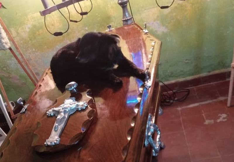Shirley, la perrita que se aferró al ataúd de su dueño, no quería dejarlo ir