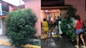 Comunidad se une y evita que policías se lleven su “plantita” de marihuana
