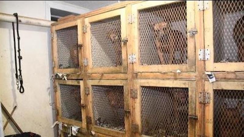 Rescatan a 89 perros que era usados para las peleas clandestinas en New York