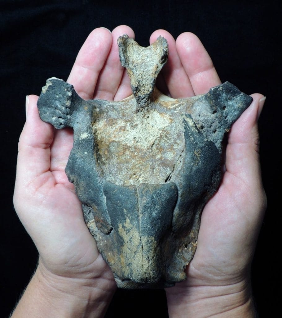 Descubren especie de delfín que vivió hace 7 millones de años