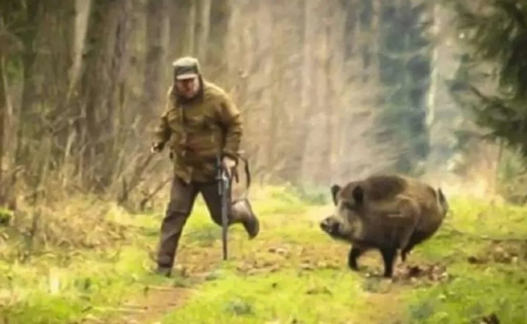 Cazador millonario muere tras de ser atacado por el jabalí al que le disparó