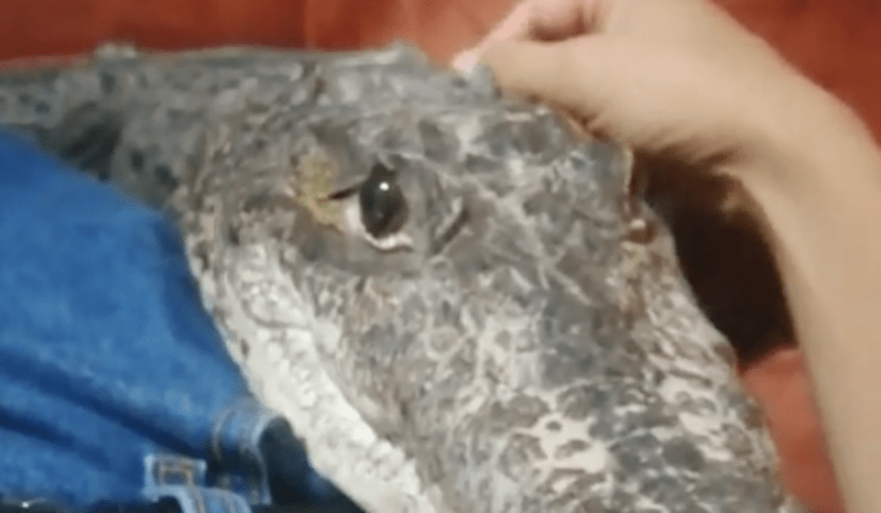 El gesto de un cocodrilo que busca el cariño de su cuidador conmueve las redes sociales