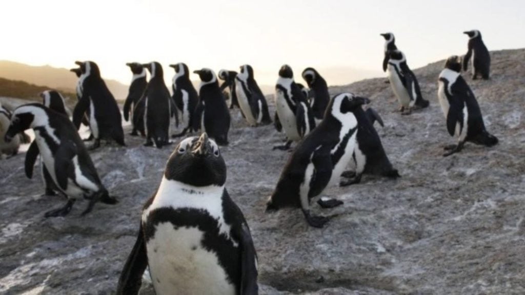 Mueren 63 pingüinos en peligro de extinción en Sudáfrica