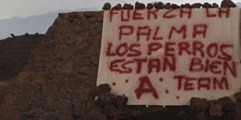 Un equipo de rescate desafió a las autoridades y salvó a los perritos en La Palma