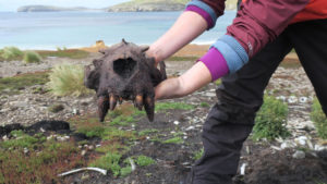 Hallan restos óseos que confirmarían existencia de actividad humana prehistórica en Islas Malvinas