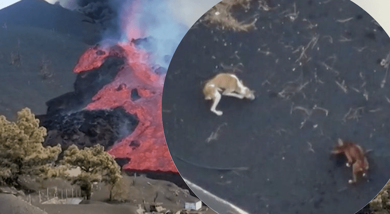 Desaparecen perritos que estaban en las cercanías de la erupción del volcán Cumbre Vieja