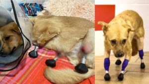 Perrita callejera estrena cuatro prótesis biónicas
