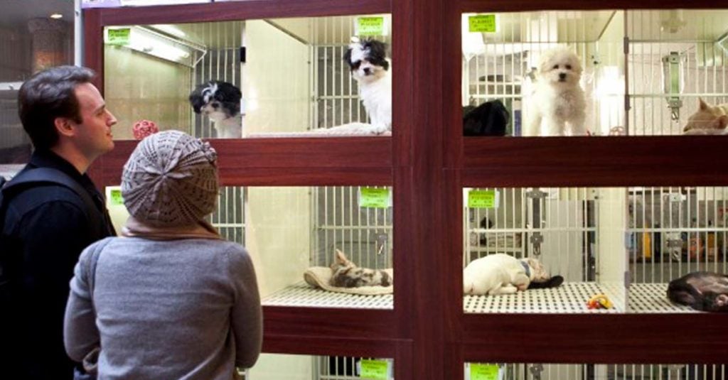 Francia prohíbe la venta de perros y gatos: "No son juguetes"