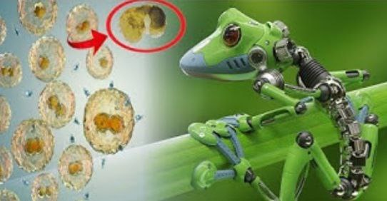Crean "robots vivientes" capaces de reproducirse
